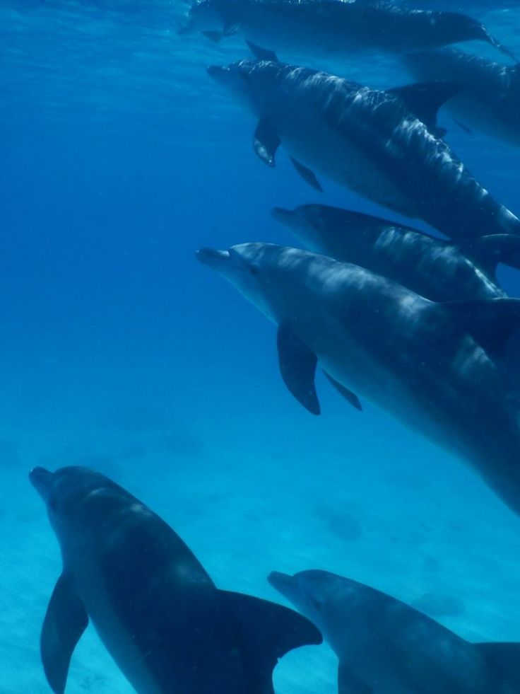 DOLPHIN TOUR